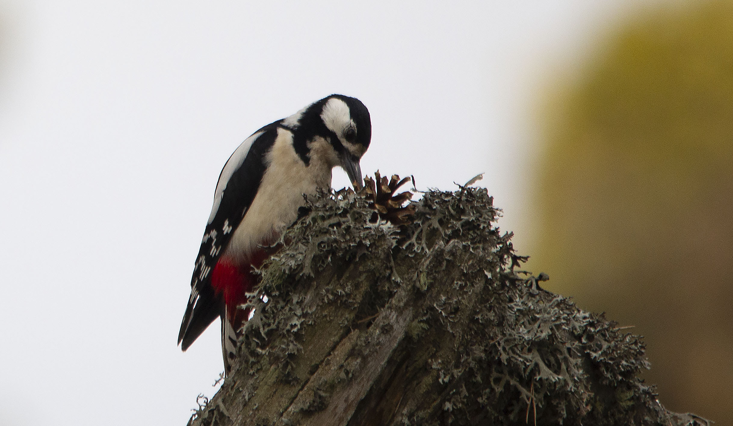 Great Spotted Woodpecker